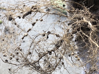 エダマメの根に付いている根粒菌