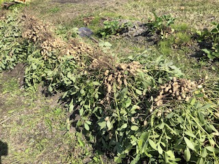 収穫した落花生を天日干し