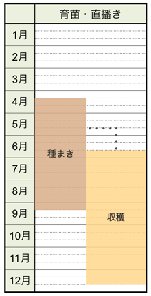 チンゲンサイ 青梗菜 の栽培方法 育て方のコツ やまむファーム