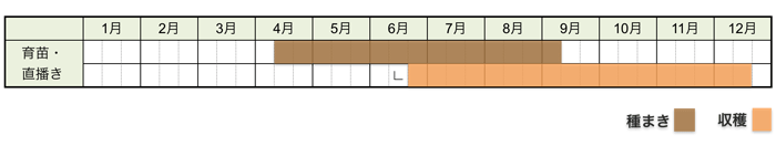 チンゲンサイ(青梗菜)の栽培時期・栽培スケジュール