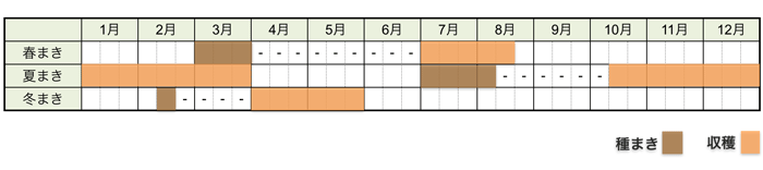 ニンジン(人参)の栽培時期・栽培スケジュール