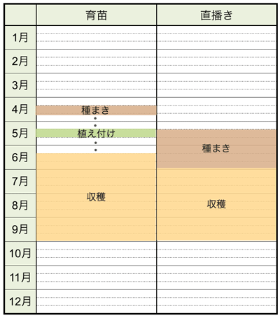 クウシンサイ 空芯菜 の栽培方法 育て方のコツ やまむファーム