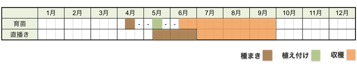 クウシンサイ(空芯菜)の栽培時期・栽培スケジュール