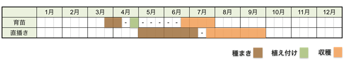 トウモロコシの栽培時期・栽培スケジュール