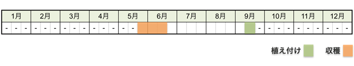 ニンニクの栽培時期・栽培スケジュール