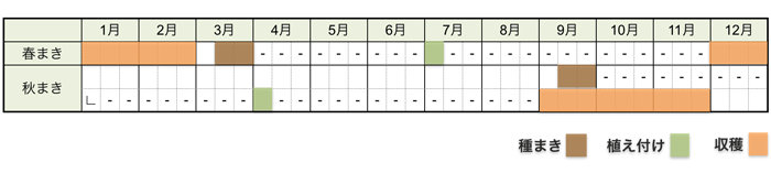 ネギ(白ネギ・長ネギ・根深ネギ)の栽培時期・栽培スケジュール