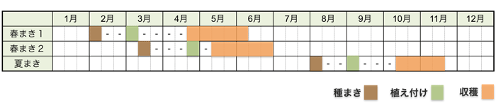 レタスの栽培時期・栽培スケジュール
