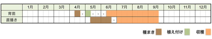 オクラの栽培時期・栽培スケジュール