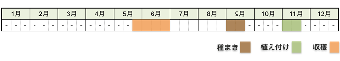 タマネギ(玉ねぎ)の栽培時期・栽培スケジュール
