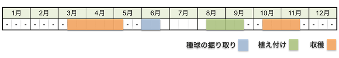 アサツキ(浅葱)・ワケギ(分葱)の栽培時期・栽培スケジュール