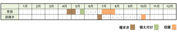 エダマメ(枝豆)の栽培時期・栽培スケジュール