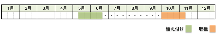 サツマイモの栽培時期・栽培スケジュール