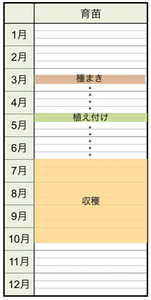 トマト ミニトマトの栽培方法 育て方のコツ やまむファーム