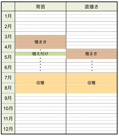 ズッキーニの栽培方法 育て方のコツ やまむファーム