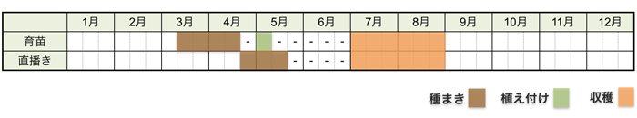 ズッキーニの栽培時期・栽培スケジュール