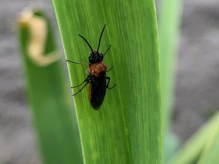 カブラハバチの成虫