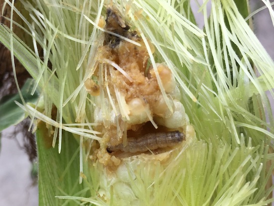 トウモロコシを食害するアワノメイガ