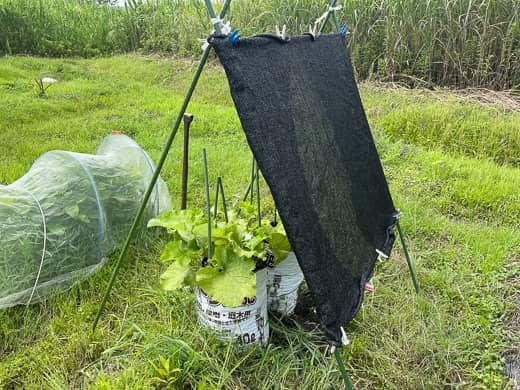 ゴボウ袋栽培に遮光ネットで夏場の高温対策