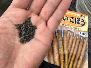 ゴボウの種