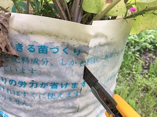 収穫時に袋を切り裂く