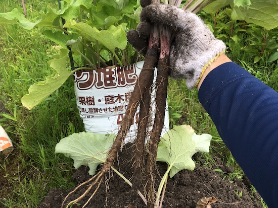 ゴボウ栽培