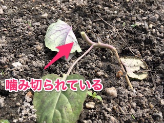 ネキリムシに噛み切られたブロッコリーの苗