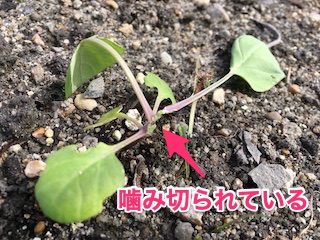 ネキリムシに噛み切られたキャベツの苗
