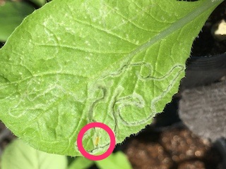 ハクサイの苗の葉を食害するマメハモグリバエ