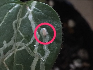 オクラの葉を食害するマメハモグリバエ