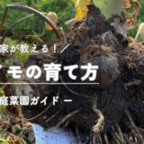 サトイモ（里芋）の育て方・栽培のコツ -家庭菜園ガイド-