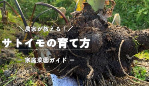 サトイモ（里芋）の育て方と栽培のコツ