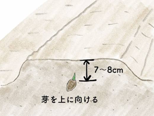 里芋は芽を上にして植え付け