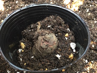 サトイモ芽出しのため仮植え
