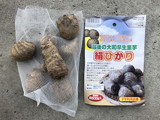 里芋の種芋(絹ひかり)