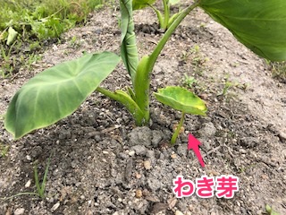 里芋のわき芽