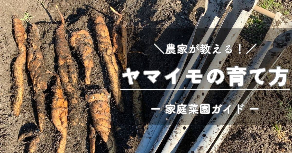 ヤマイモ（山芋・長芋・自然薯）の育て方と栽培のコツ【パイプ栽培