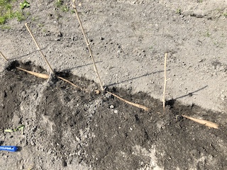 クレバーパイプに種イモの植え付け