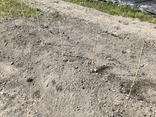 クレバーパイプに種イモの植え付け