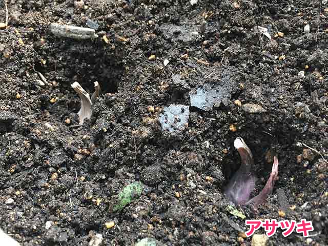アサツキ(浅葱)の種球を植え付け