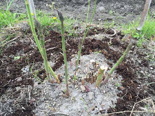 アスパラガスの栽培方法 育て方のコツ やまむファーム