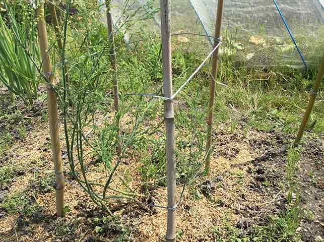 アスパラガスの栽培方法 育て方のコツ やまむファーム