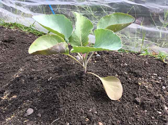 カリフラワーへ土寄せ