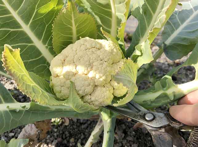 カリフラワーの蕾を切って収穫