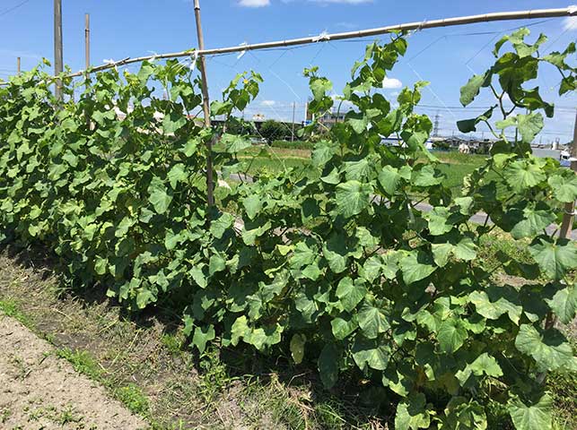 野菜栽培の一連の流れと各作業内容について やまむファーム