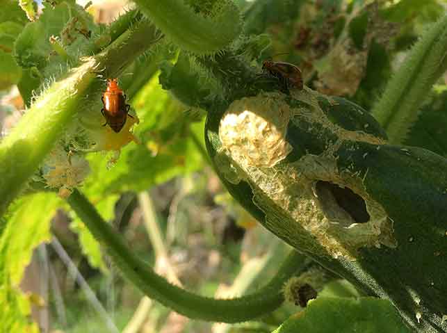 キュウリの果実を食害するウリハムシ