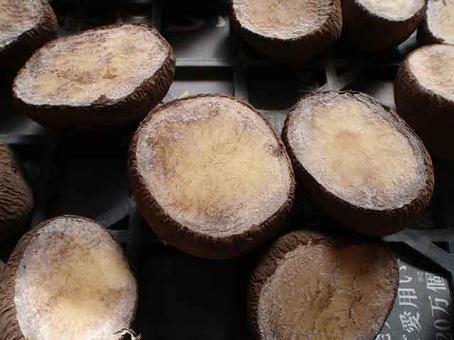 ジャガイモ種芋の切り口がコルク状になるまで乾燥させる