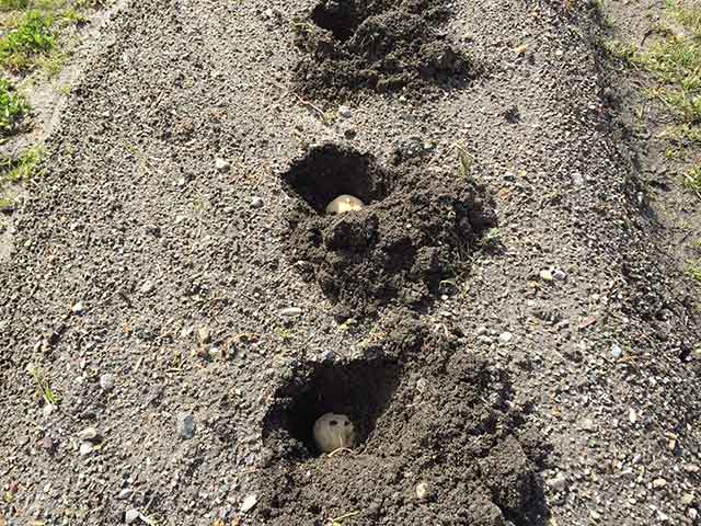 ジャガイモの植付け
