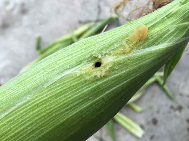 トウモロコシの穂に食入するアワノメイガの幼虫