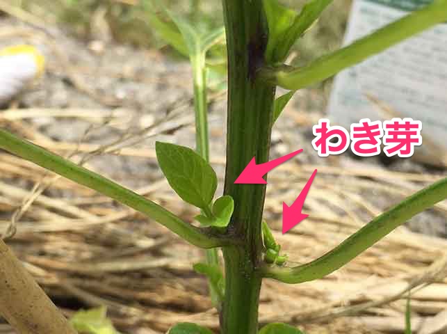 シシトウ・トウガラシのわき芽