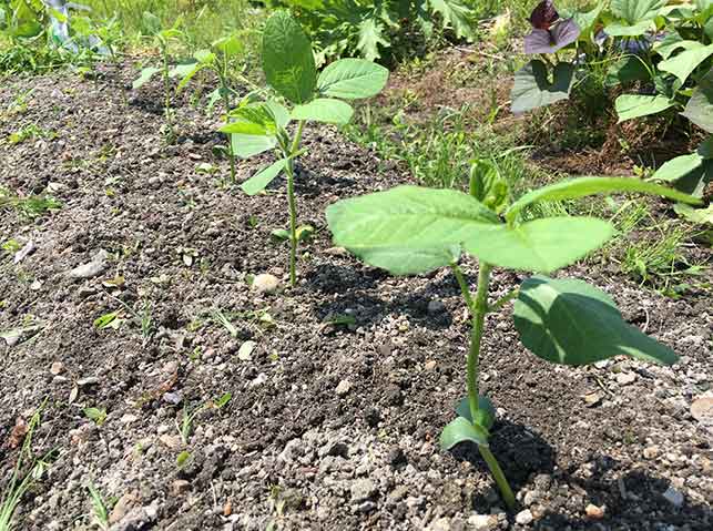 エダマメ 枝豆 の栽培方法 育て方のコツ やまむファーム